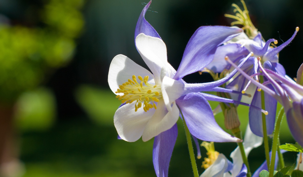 Сиреневый цветок колокольчик крупным планом 