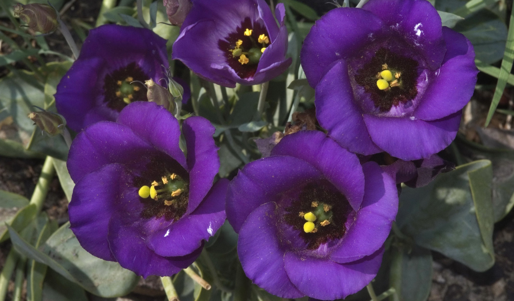 Сиреневый цветок Эустома крупным планом 