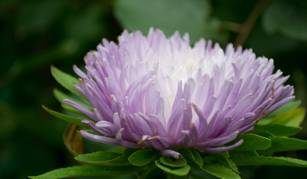 Сиреневый цветок астра крупным планом