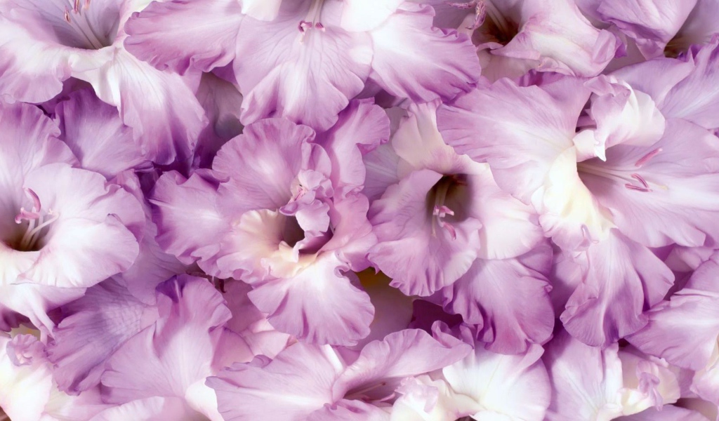 Сиреневые цветы гладиолусы крупным планом 