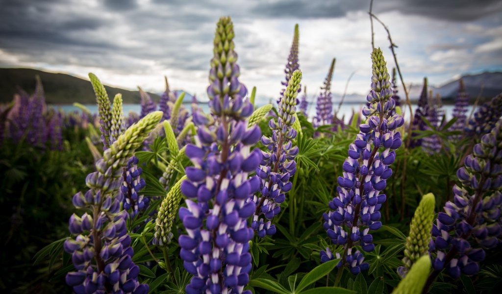 Сиреневые цветы люпины под пасмурным небом 