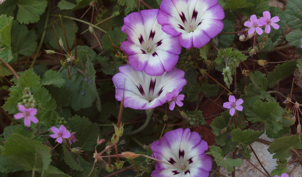 Сиреневые цветы вьюнки на клумбе