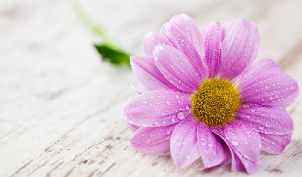 Сиреневый цветок герберы в каплях росы