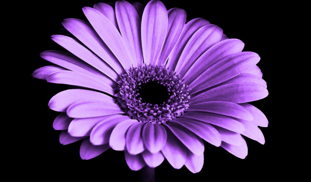 Сиреневая гербера на черном фоне крупным планом