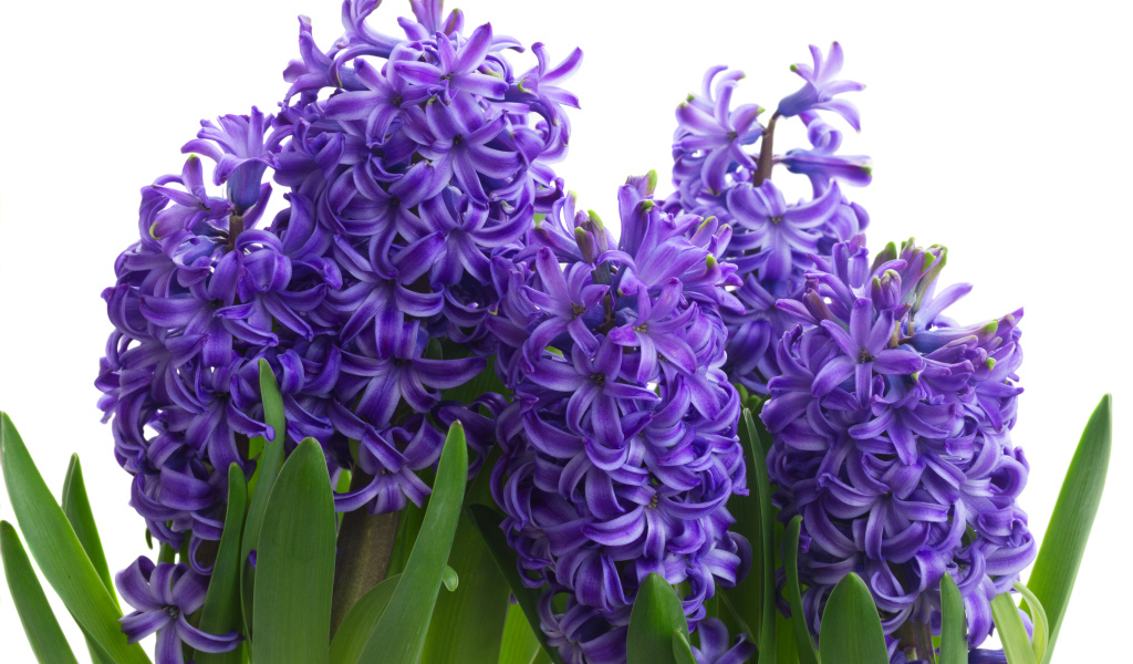 Сиреневые весенние цветы гиацинта на белом фоне