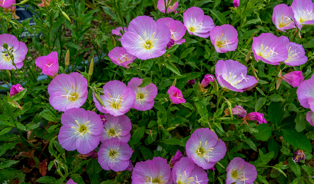 Сиреневые летние цветы крупным планом 