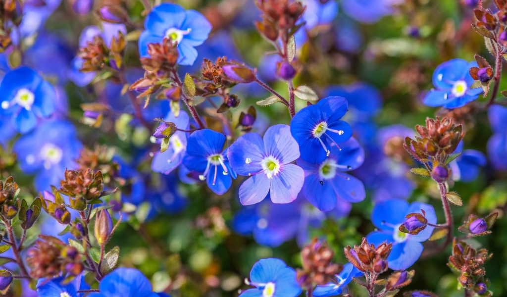 Маленькие голубые цветы незабудки 