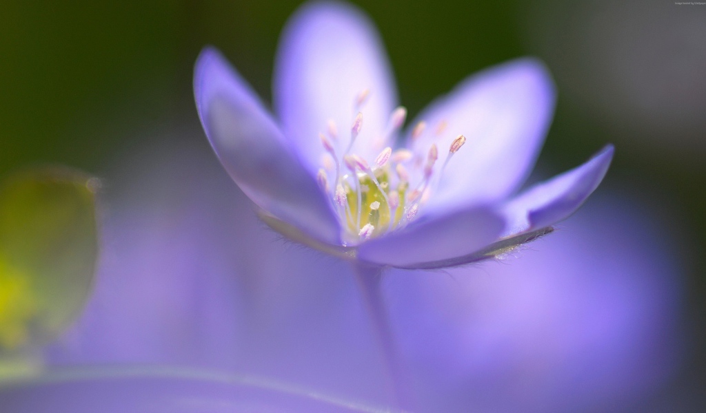 Маленький фиолетовый цветок фиалки крупным планом