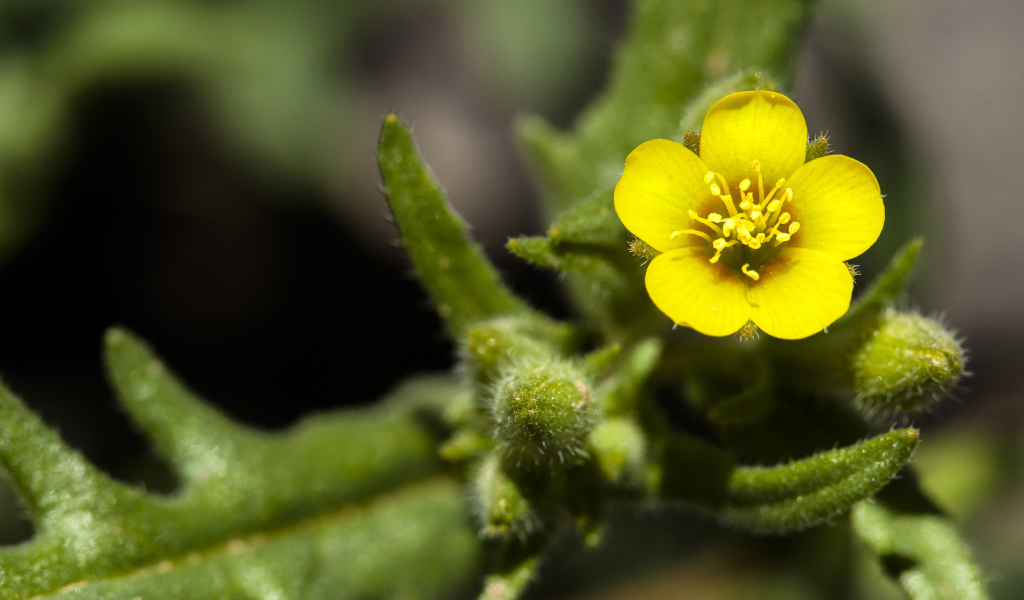 Маленький желтый цветок Mentzelia micrantha крупным планом