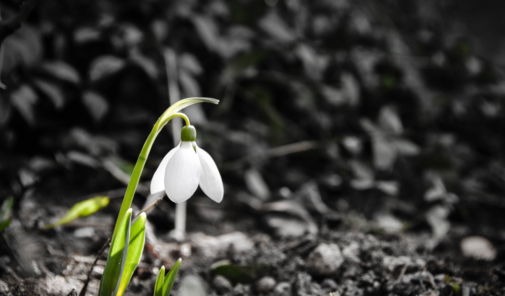 Одинокий белый весенний подснежник 