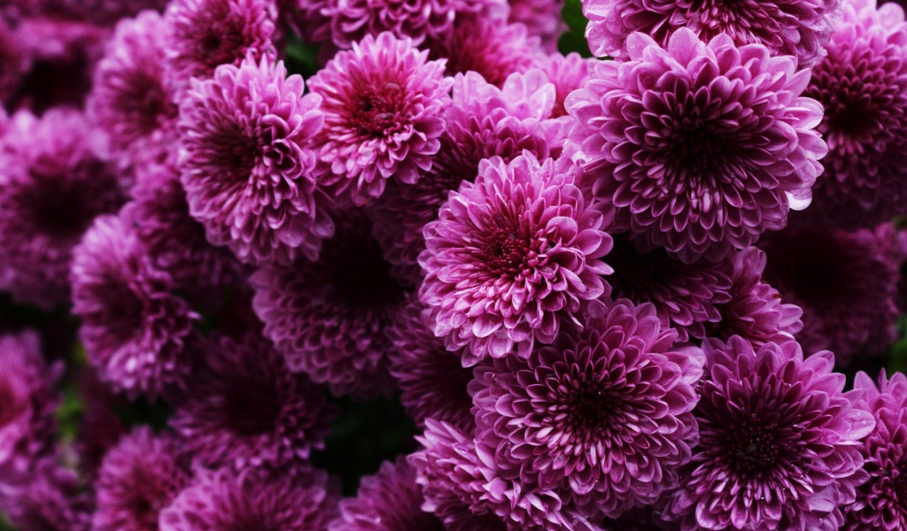 Пышные сиреневые хризантемы 