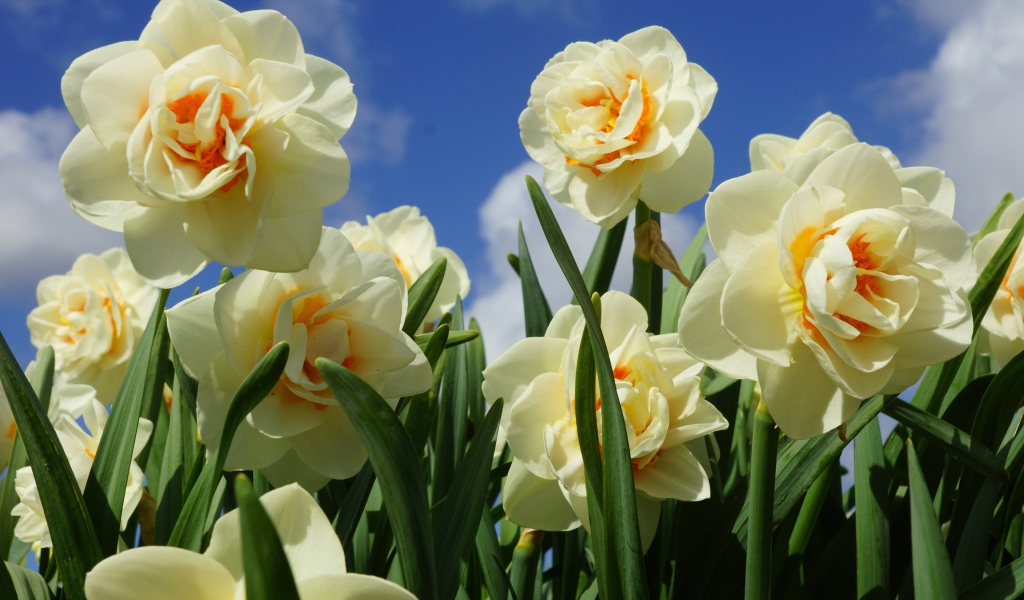 Пышные белые нарциссы с зелеными листьями под голубым небом