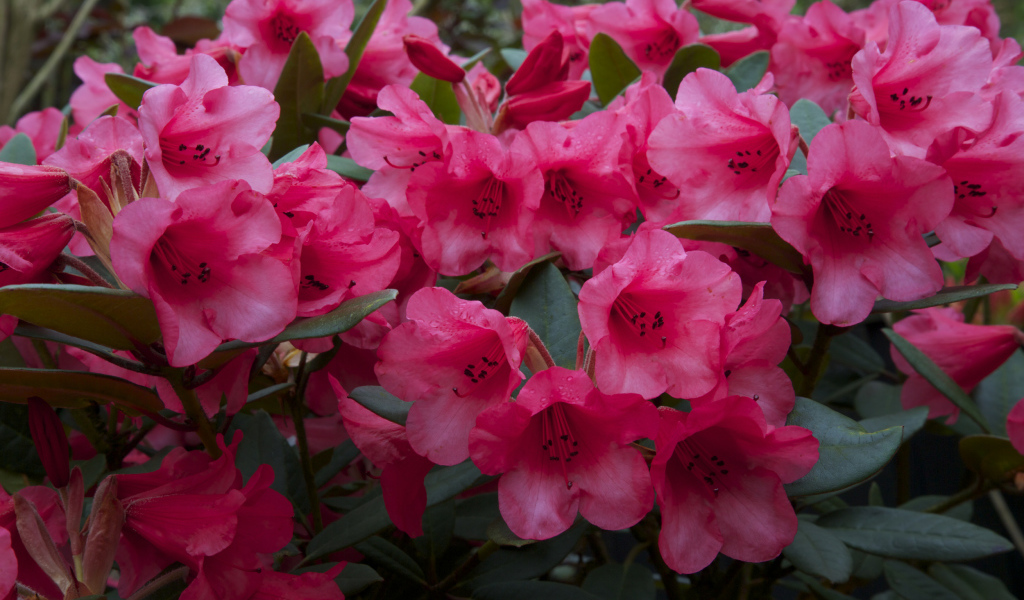 Много розовых цветов рододендрона крупным планом