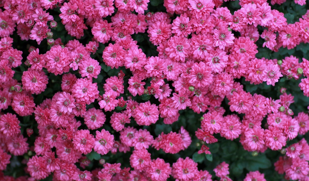 Много маленьких розовых цветов хризантемы