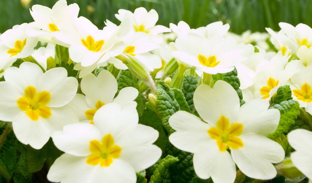 Много белых цветов примулы крупным планом