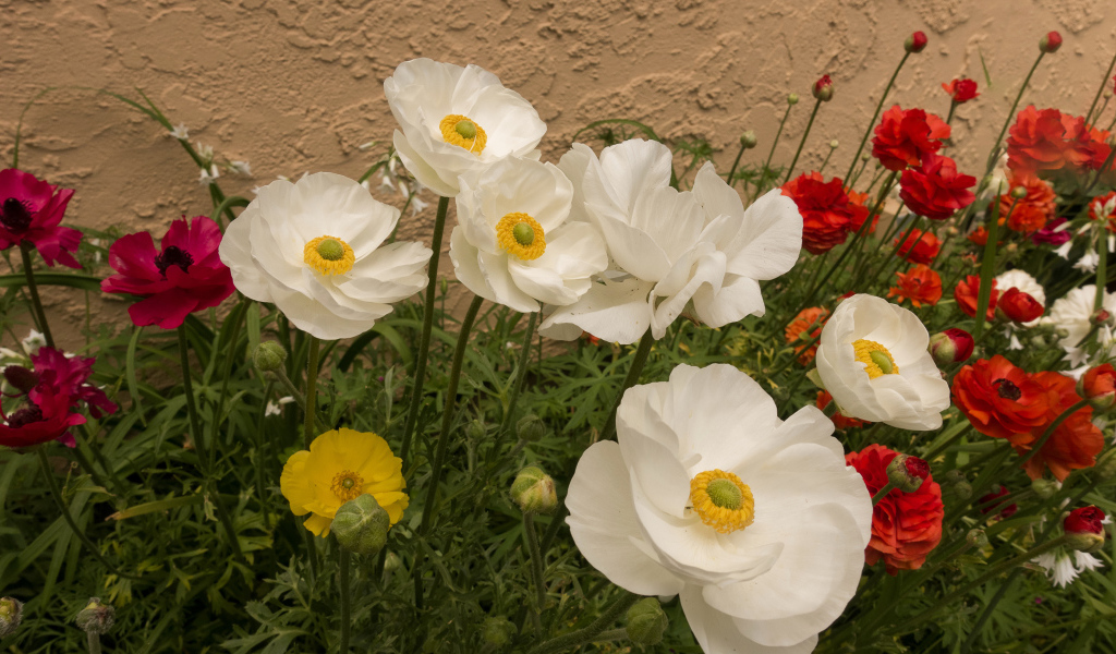 Разноцветные красивые цветы лютики на клумбе 