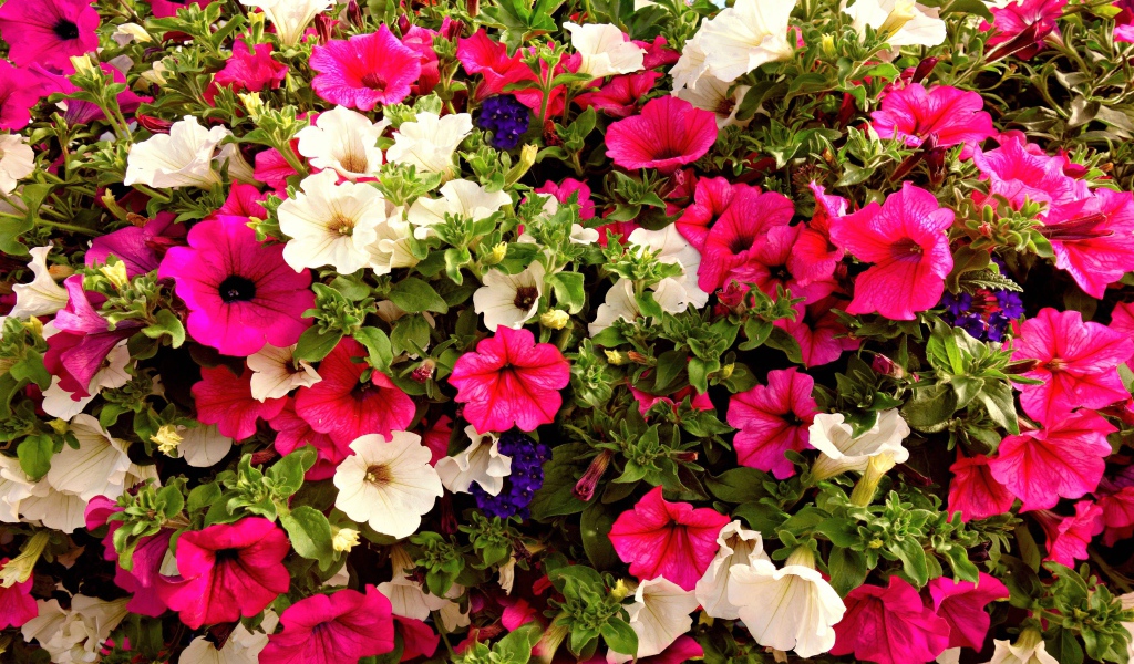 Разноцветные цветы петунии крупным планом