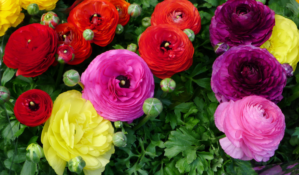 Разноцветные красивые цветы садовые лютики 