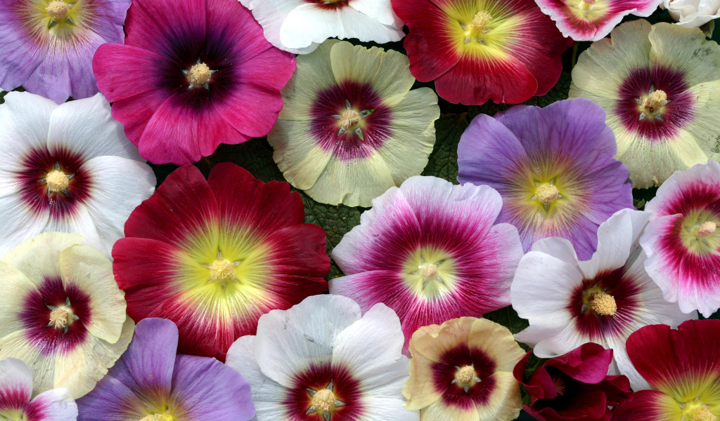 Разноцветные красивые цветы мальва