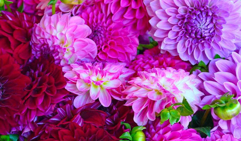 Разноцветные георгины крупным планом