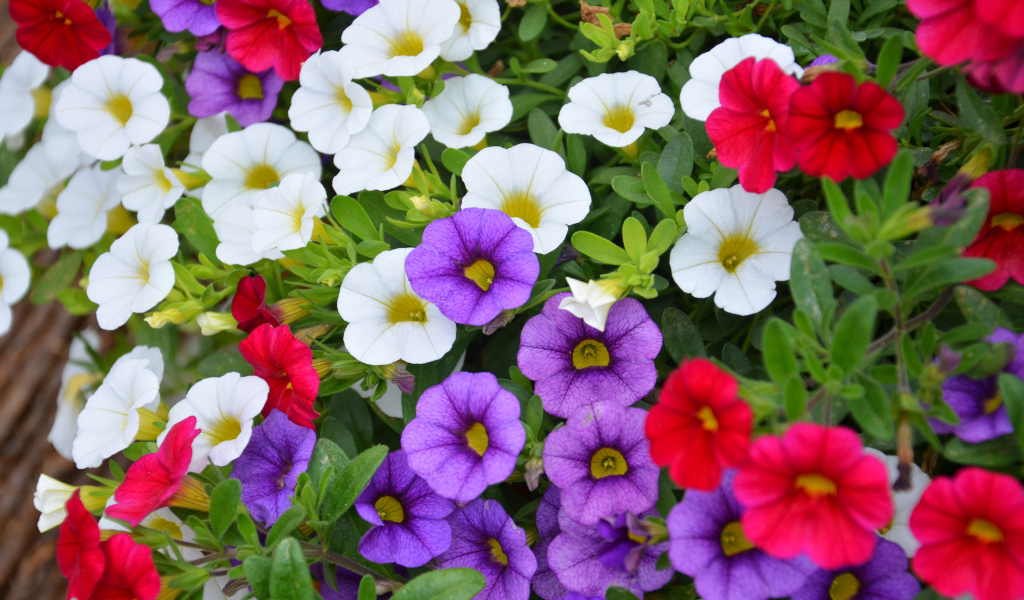 Разноцветные цветы Калибрахоа на клумбе