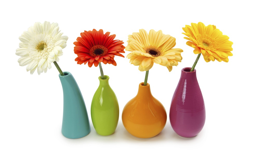 Разноцветные герберы в вазах на белом фоне 