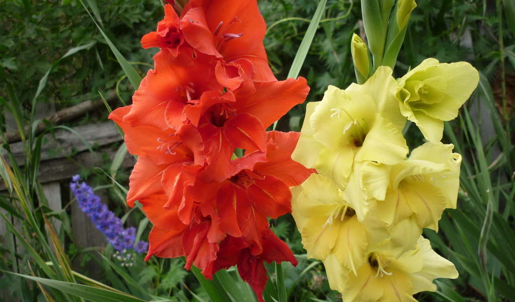 Разноцветные летние цветы гладиолусы крупным планом