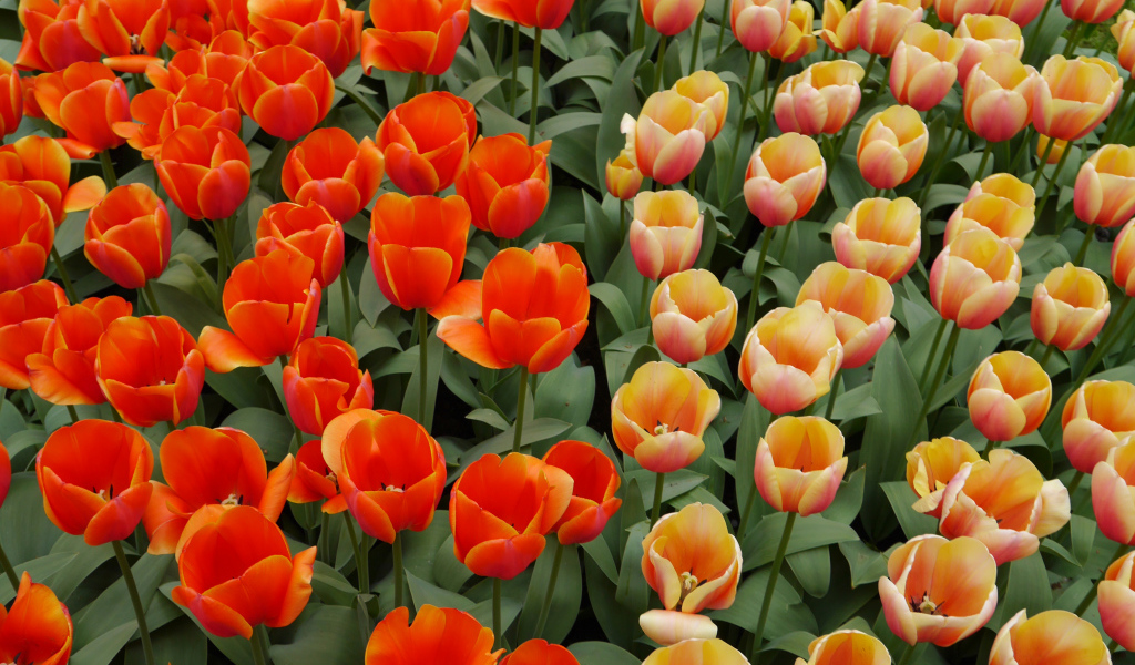 Оранжевые и персиковые цветы тюльпаны на клумбе