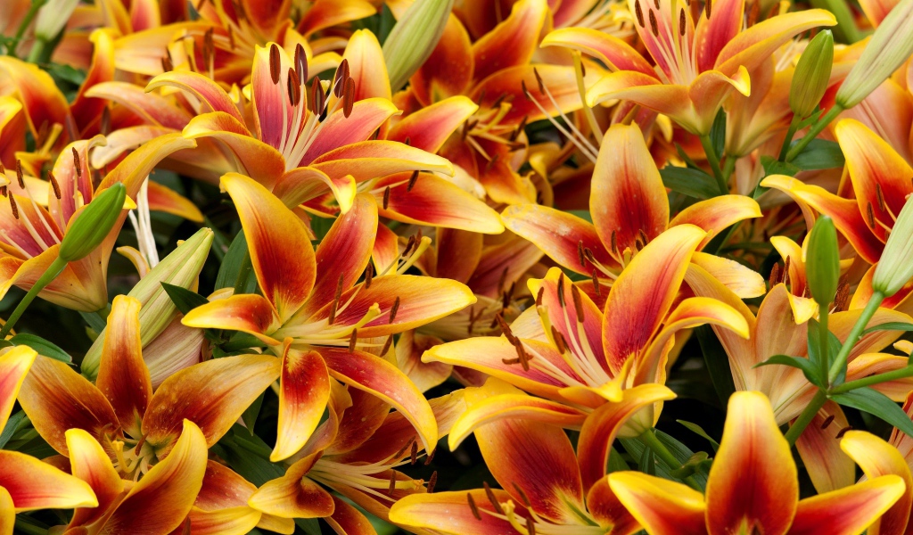 Оранжевые красивые лилии крупным планом