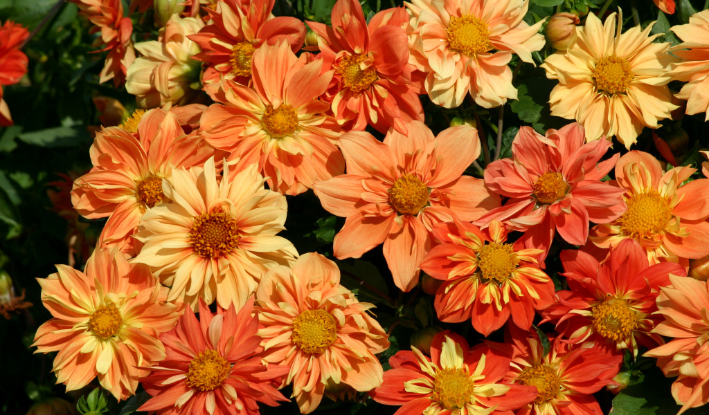 Оранжевые георгины крупным планом