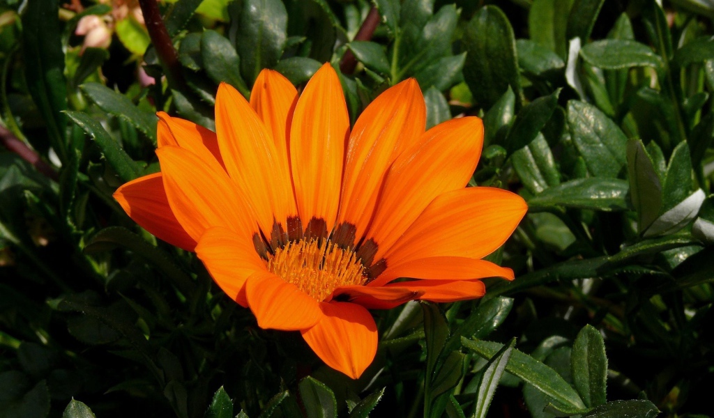 Оранжевый цветок газания крупным планом