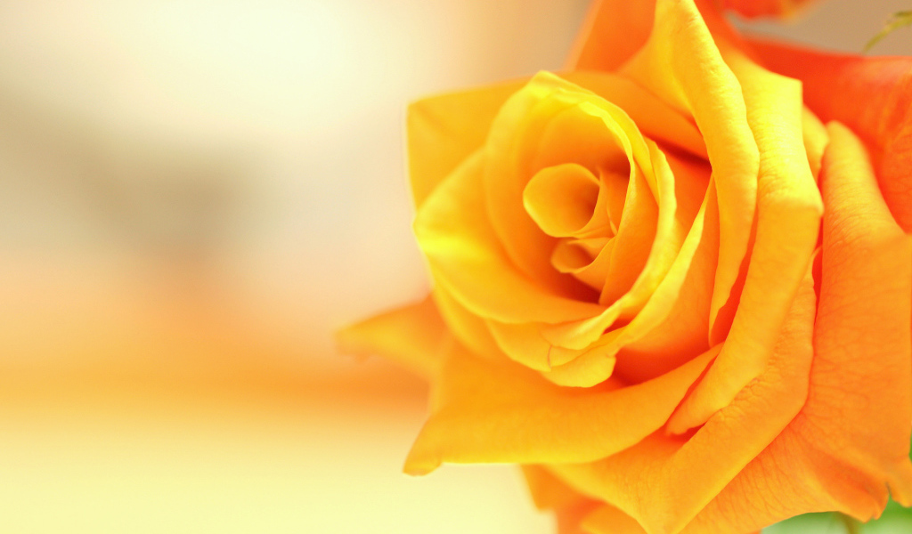 Оранжевый цветок роза крупным планом