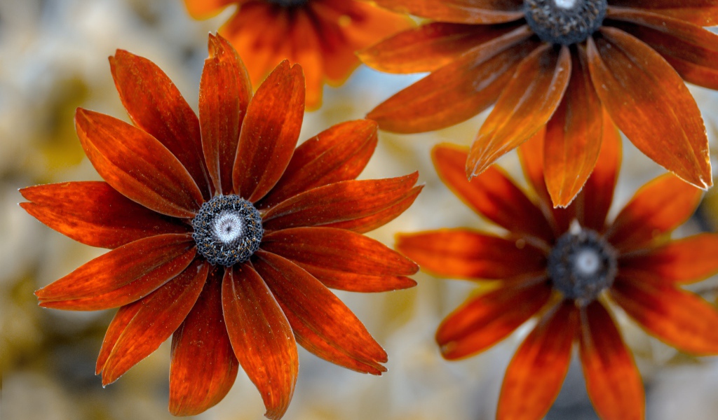 Оранжевые цветы эхинацеи крупным планом