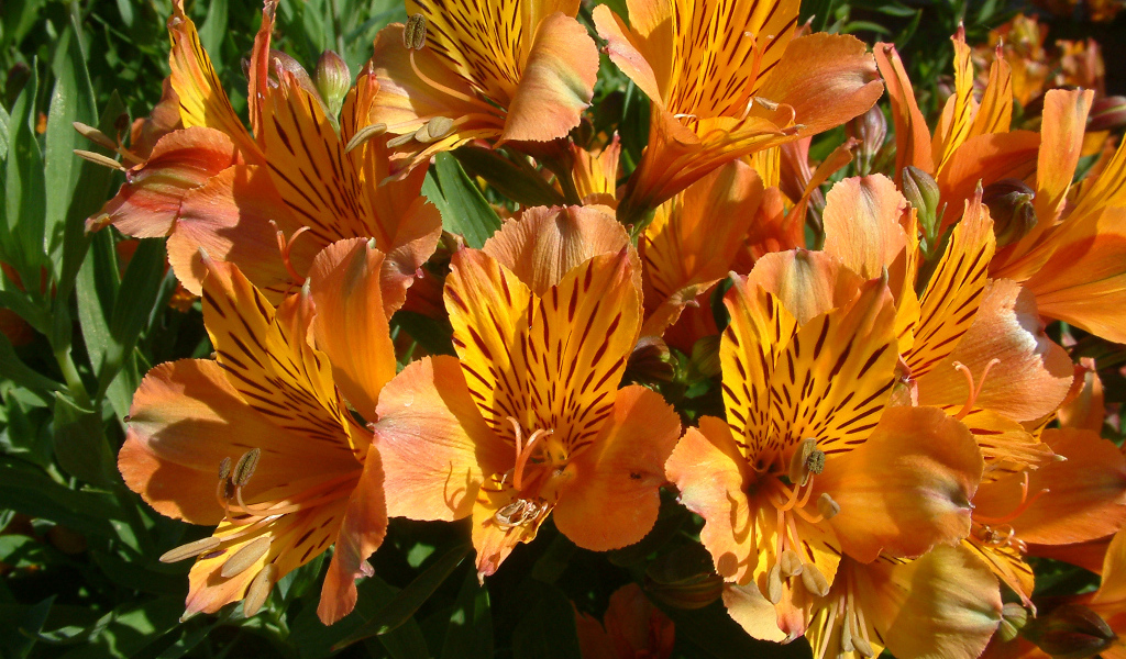 Оранжевые цветы альстрёмерия крупным планом