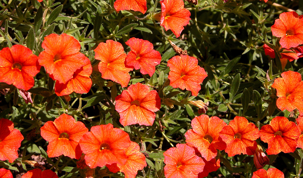 Оранжевые цветы калибрахоа крупным планом