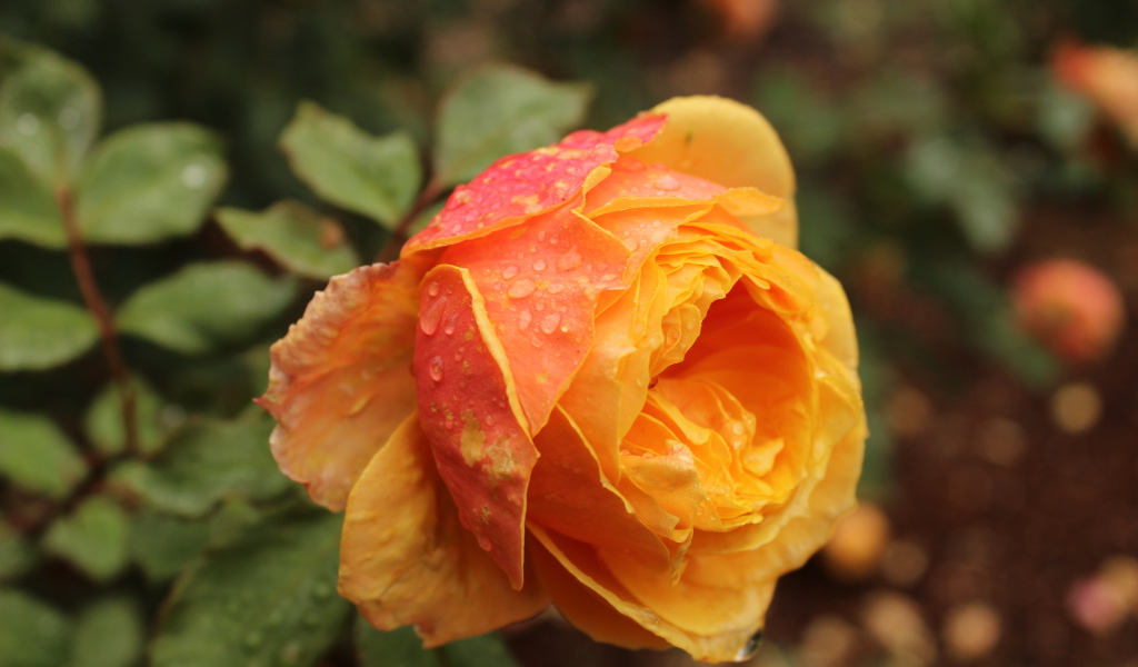 Оранжевая садовая роза в капельках росы