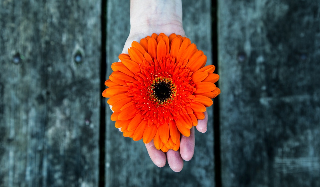 Оранжевый цветок герберы на руке