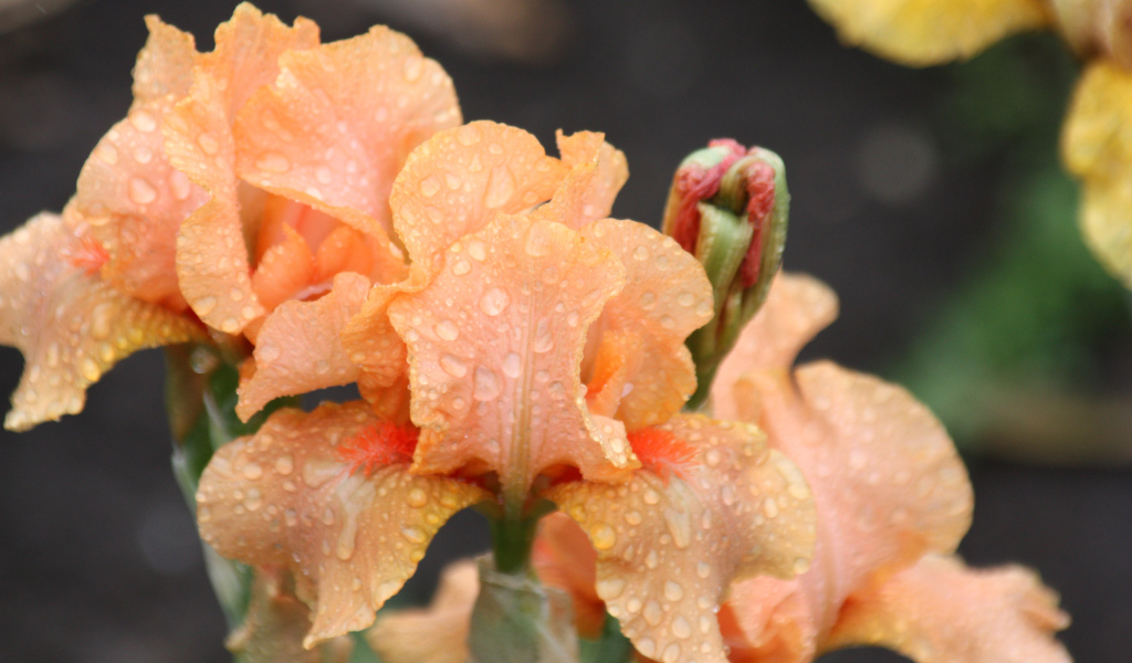 Оранжевые ирисы в каплях росы крупным планом