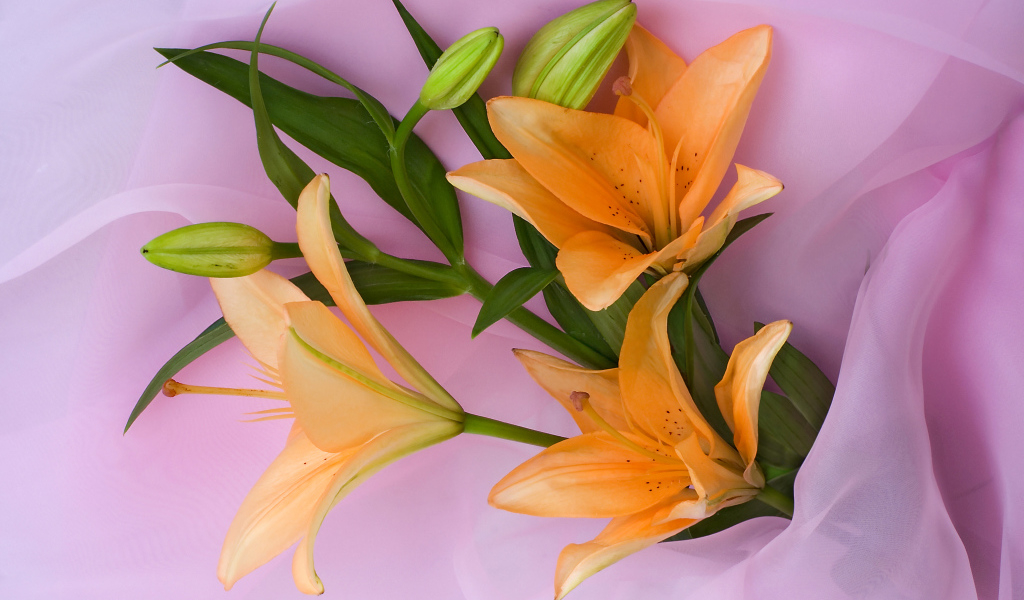 Оранжевые лилии с бутонами на розовом фоне