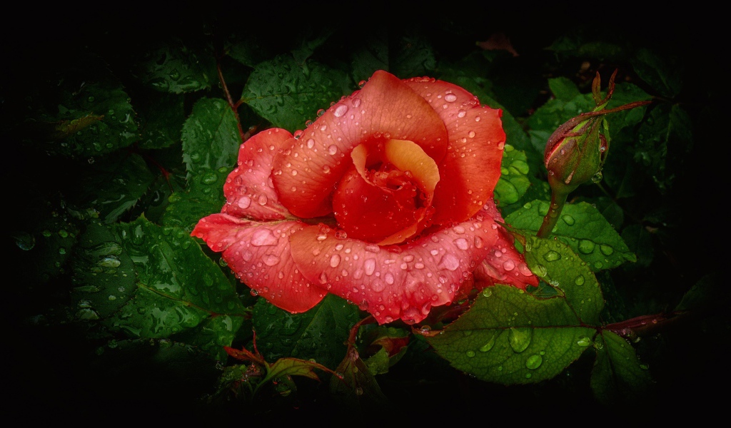 Оранжевая роза с бутоном в капельках росы 