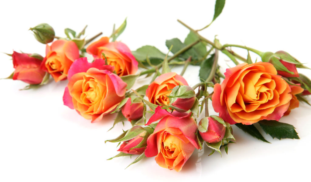 Оранжевые розы с бутонами на белом фоне крупным планом