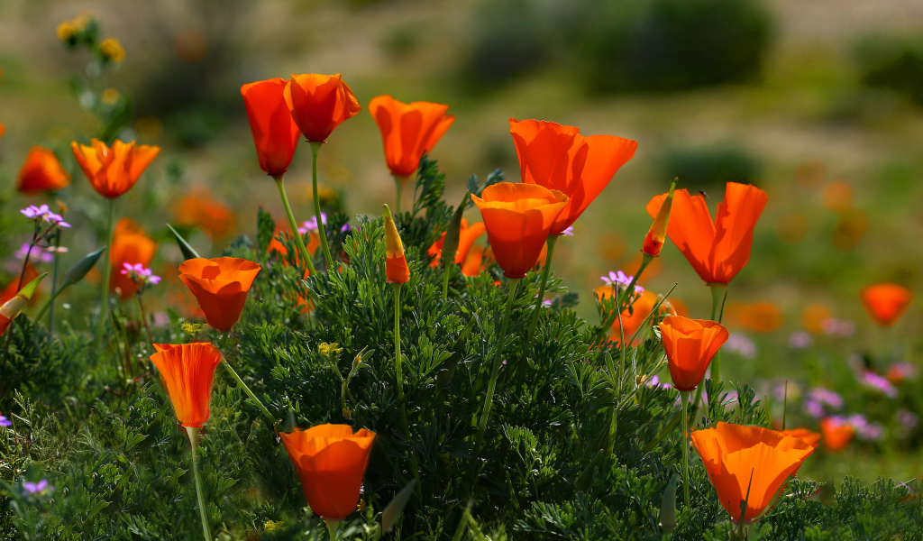 Оранжевые летние цветы Эшшольция