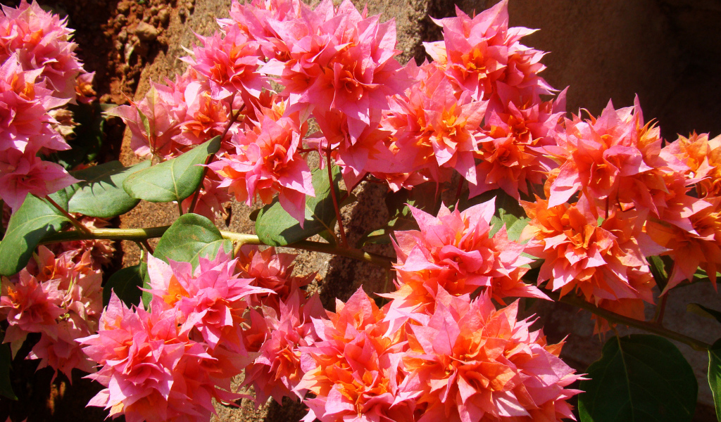 Розовые цветы бугенвиллия крупным планом