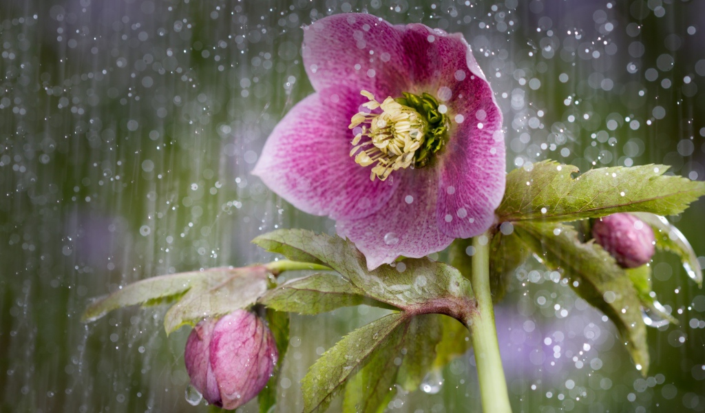 Розовый цветок анемона под дождем 