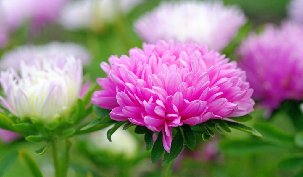 Розовый цветок астра крупным планом