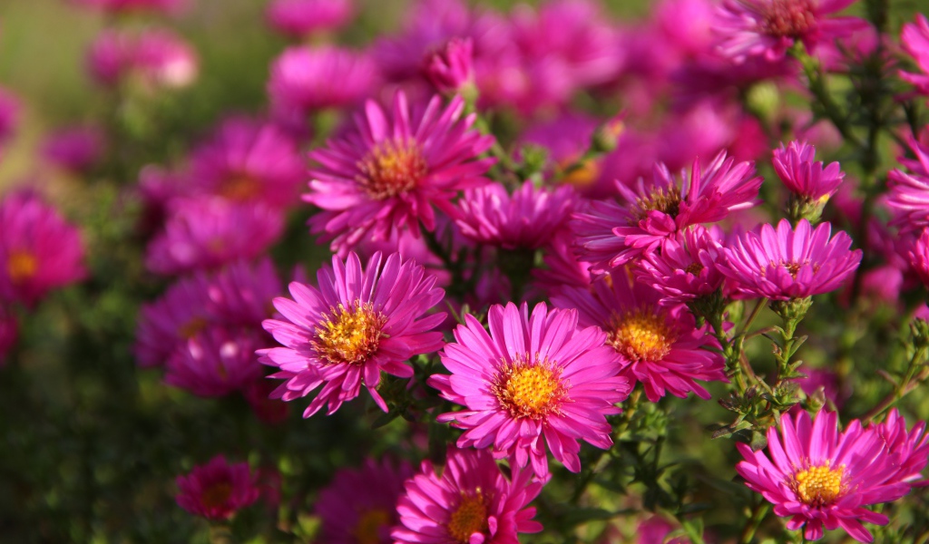 Розовые осенние цветы астры