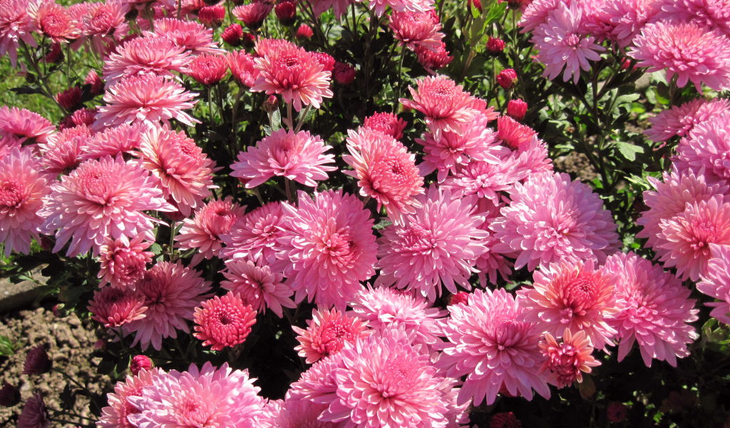 Розовые осенние цветы хризантемы на клумбе