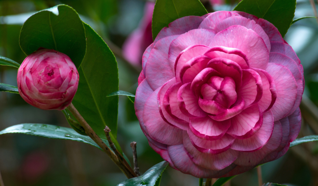 Розовый красивый цветок камелия 