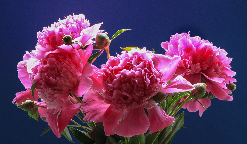 Розовые красивые пионы на голубом фоне