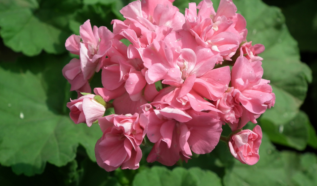 Розовый цветущий цветок герань крупным планом